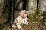 BERGER AUSTRALIEN PUPPIES 587